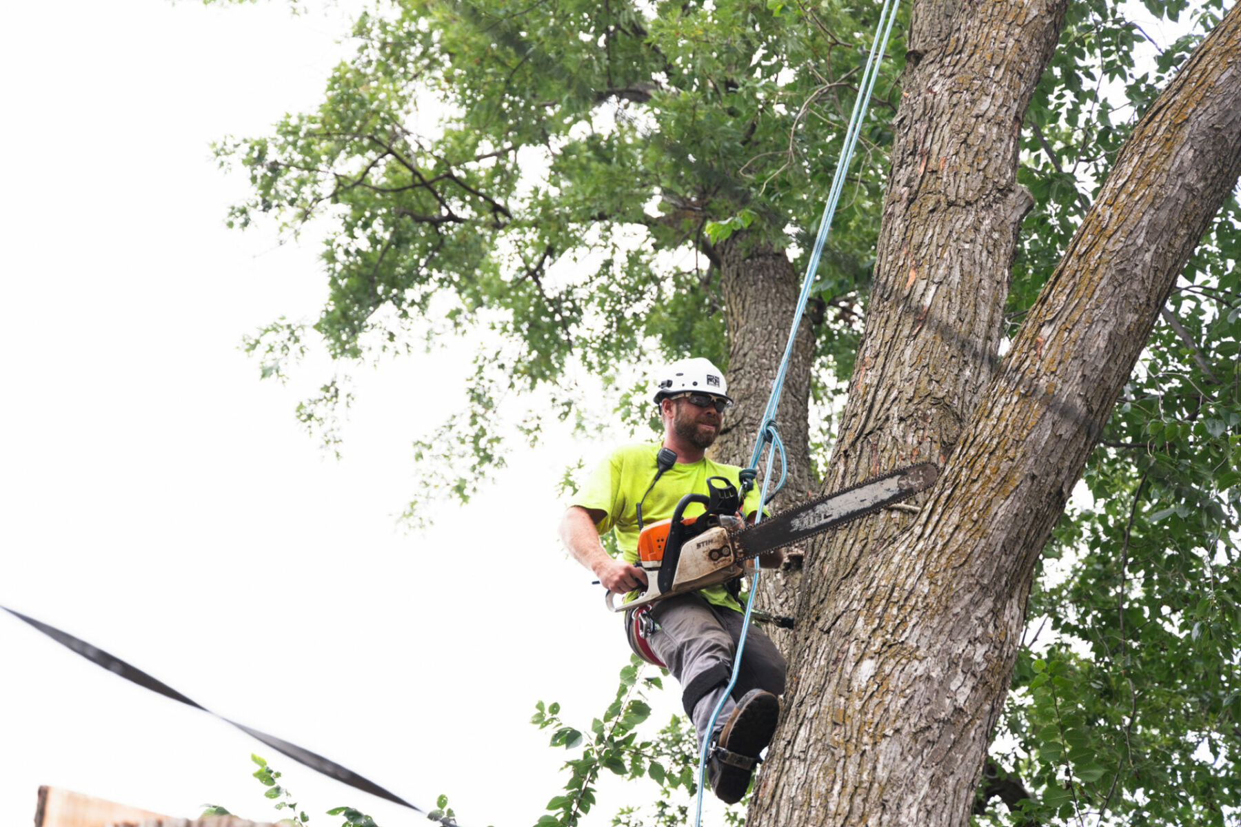Phil Nystrom, a Weller Brothers Certified Arborist Removing a Tree