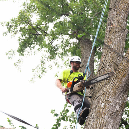 Phil Nystrom, a Weller Brothers Certified Arborist Removing a Tree