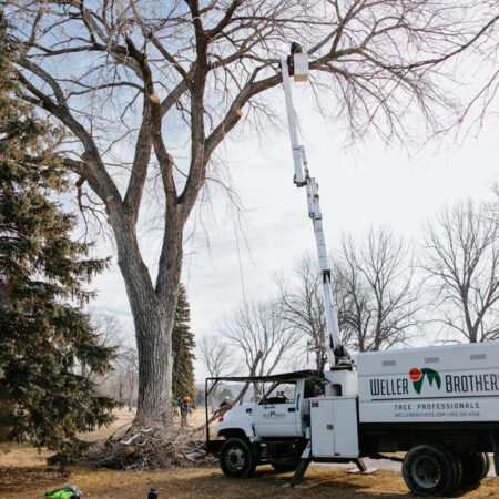 large cottonwood tree removal at the country club of sioux falls