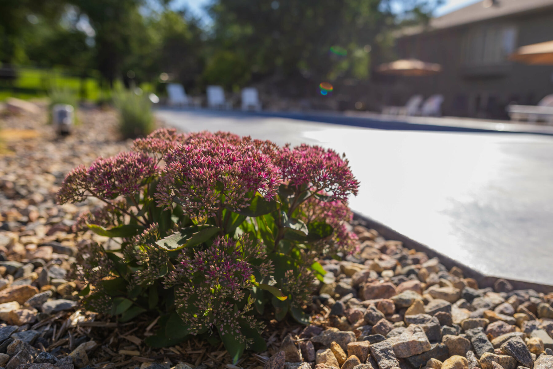 rock bed and plants by Weller Brothers