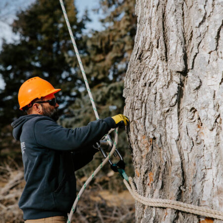 large cottonwood tree removal at the country club of sioux falls