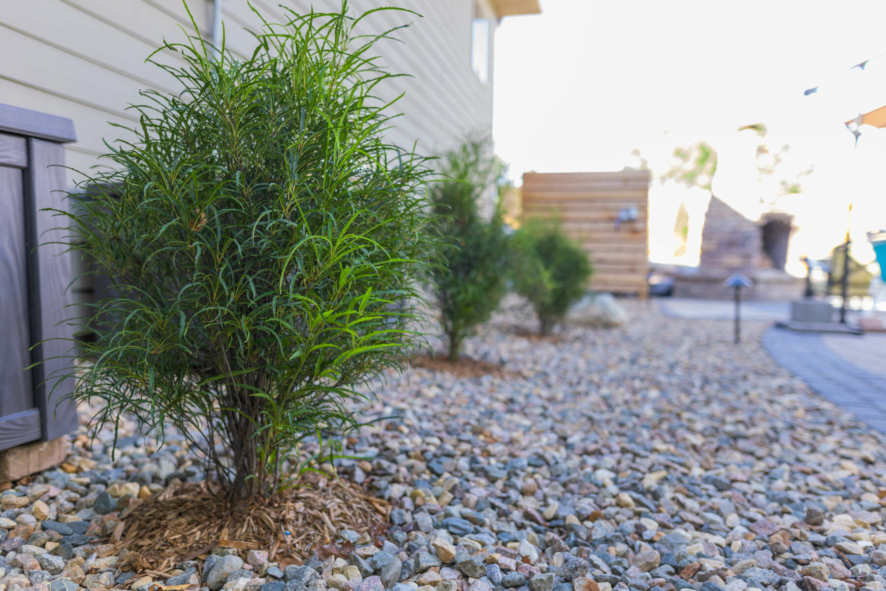 rock bed and plants