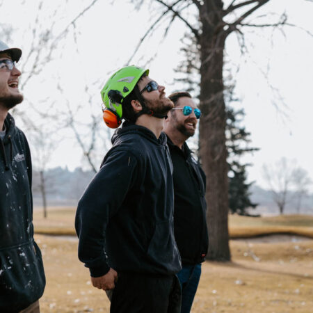 large cottonwood tree removal at the country club of sioux falls