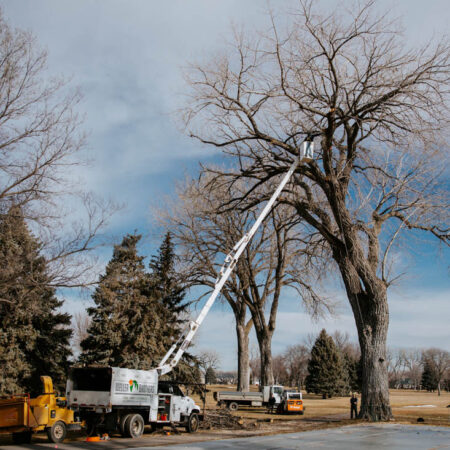 large cottonwood tree removal at the country club of sioux falls