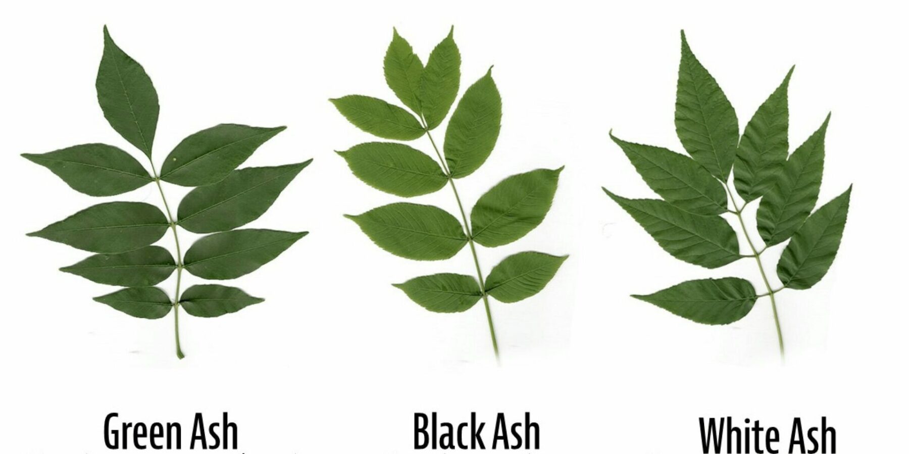 The different types of Ash tree leaves