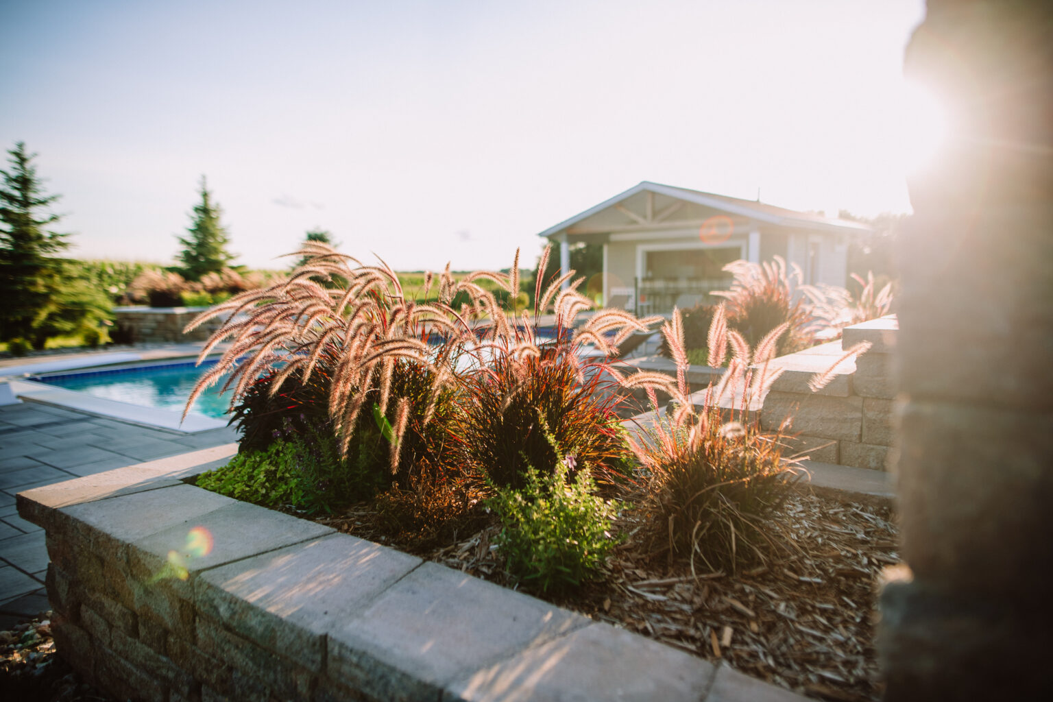natural grasses with pool landscaping