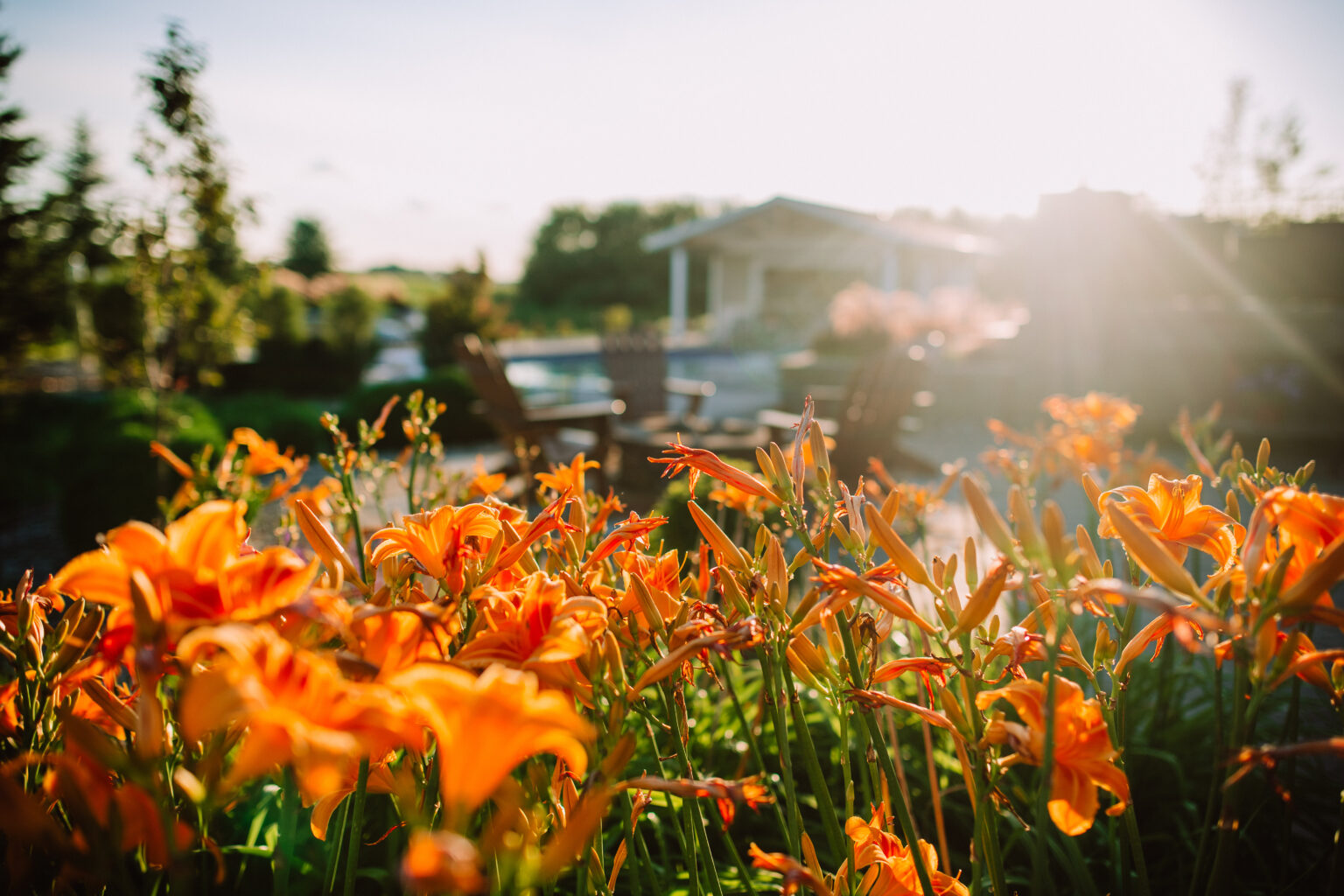 perennial flower beds in the midwest