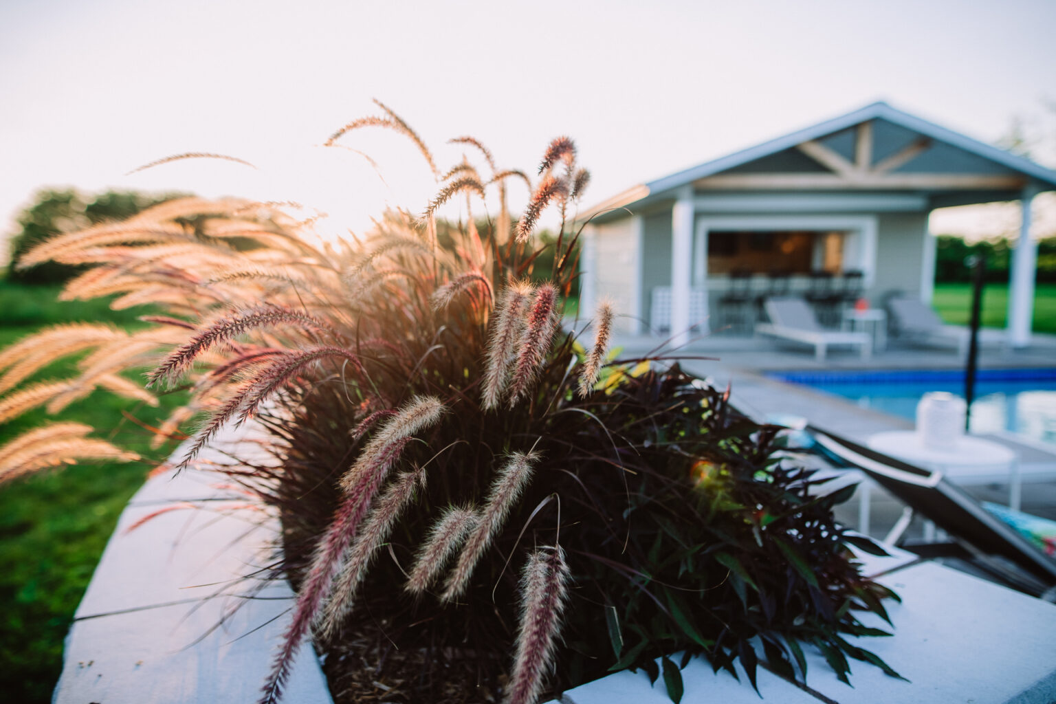 natural grasses and shrubs