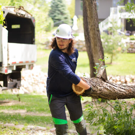 sioux falls aborist removing a large tree
