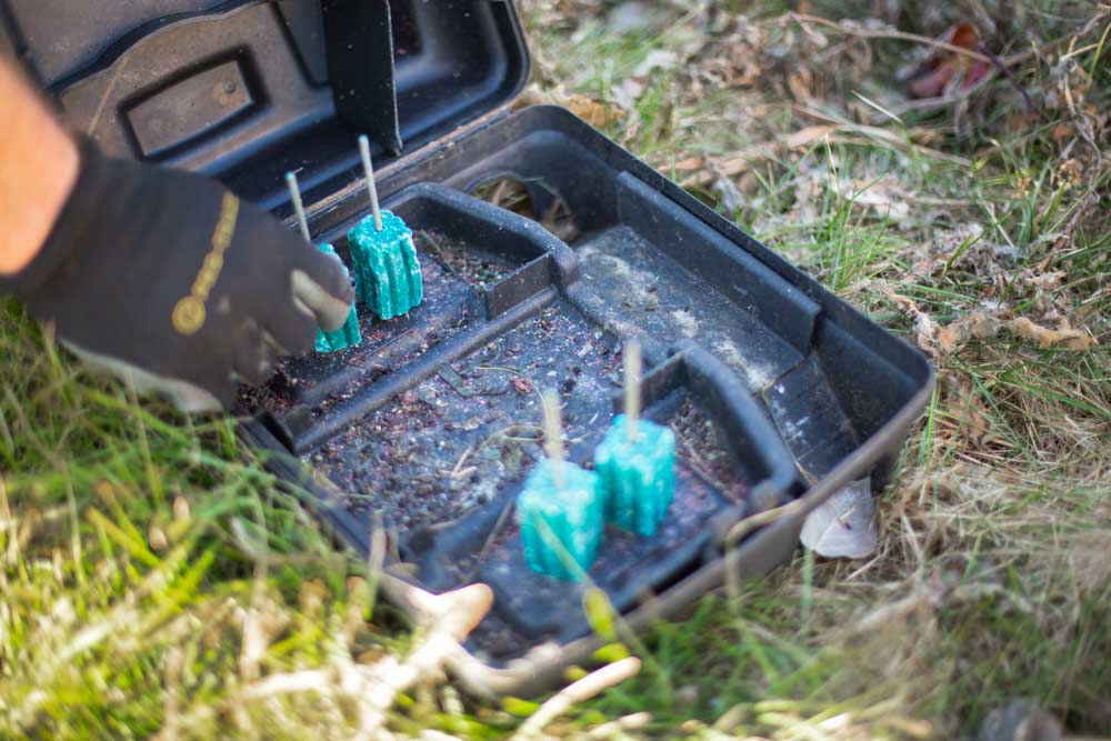 Vole trap being filled with Vole Bait in Sioux Falls, SD