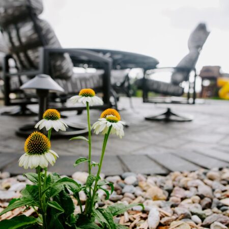 Cone flowers in Sioux Falls, SD