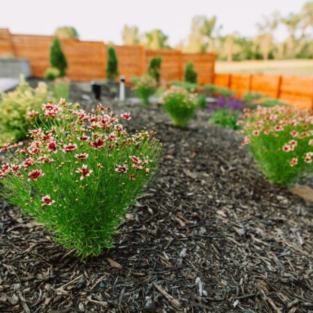 Native Plants in Sioux Falls, SD