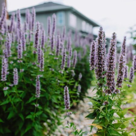 Native Plants in Sioux Falls, SD