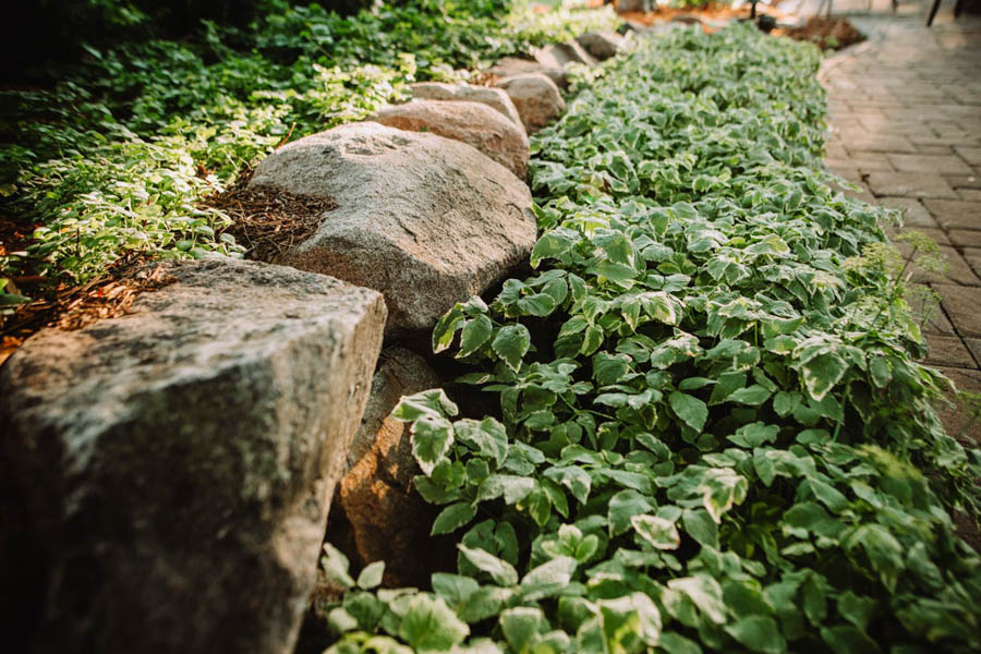 Vine like native plants in landscaping bed