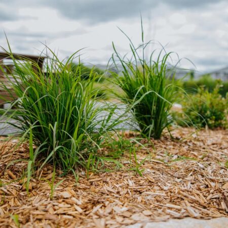 Native Grasses in Sioux Falls, SD