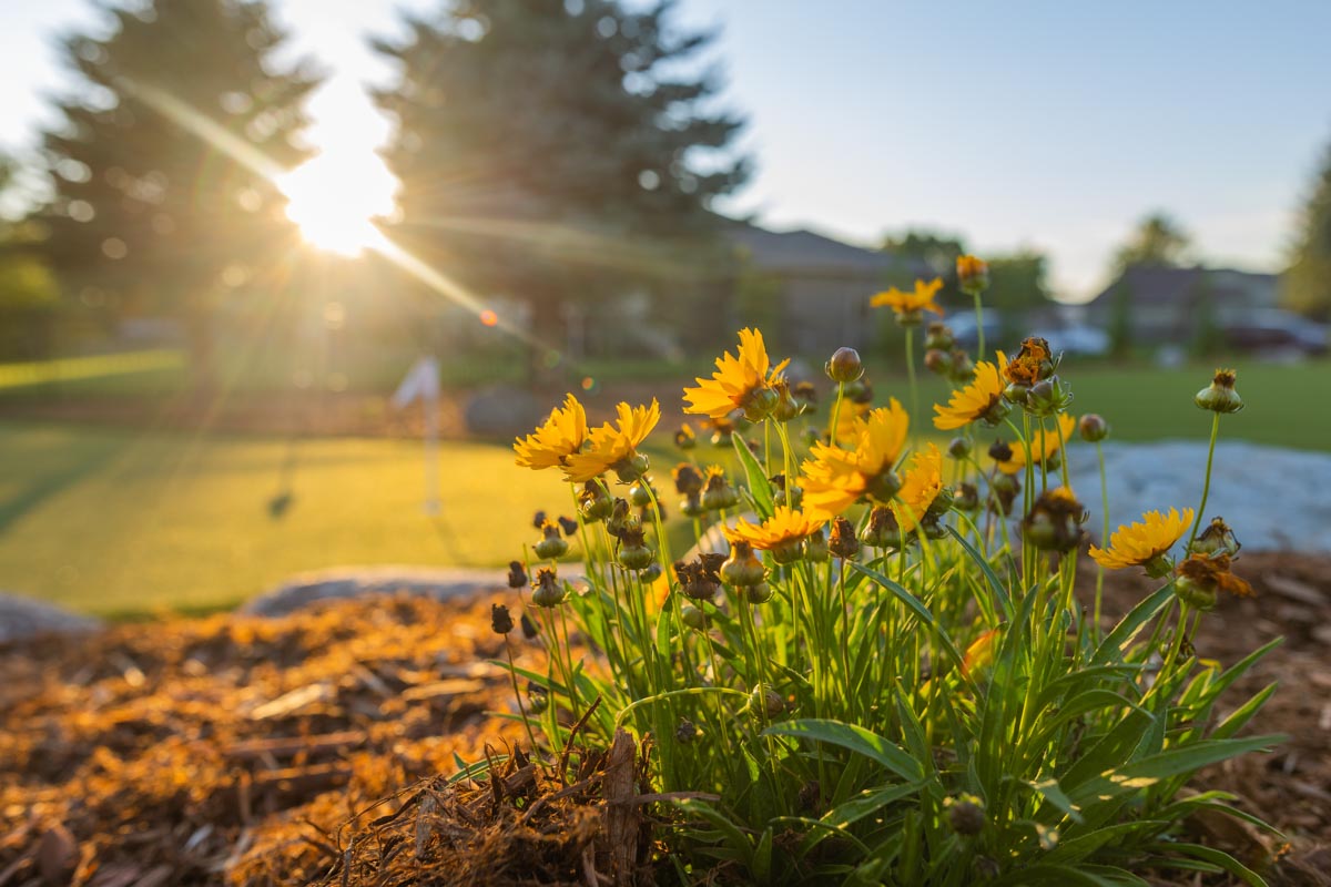 Coneflowers in South Dakota Sunset.