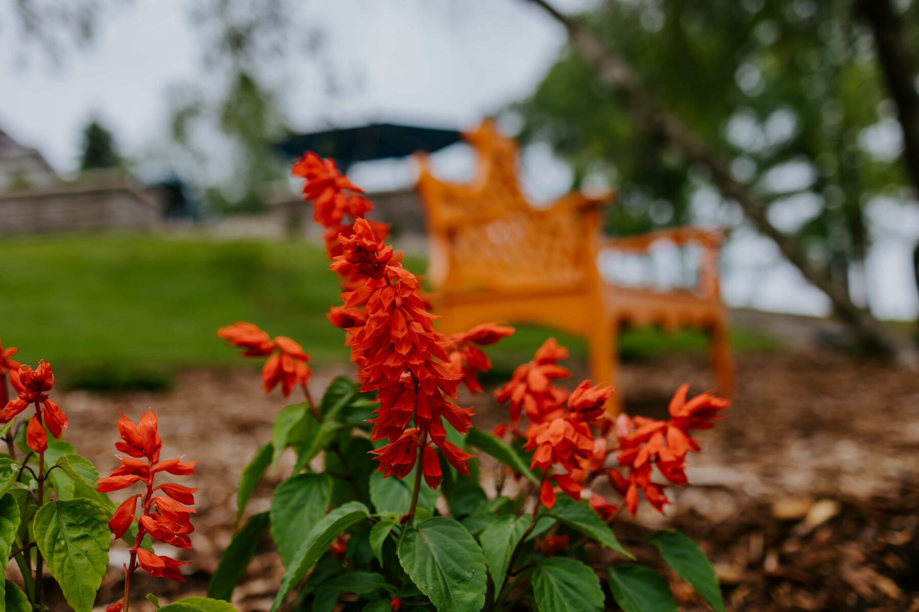 Red flowers