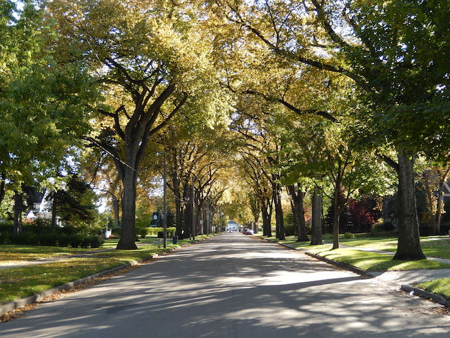 Ash tree's lining the road