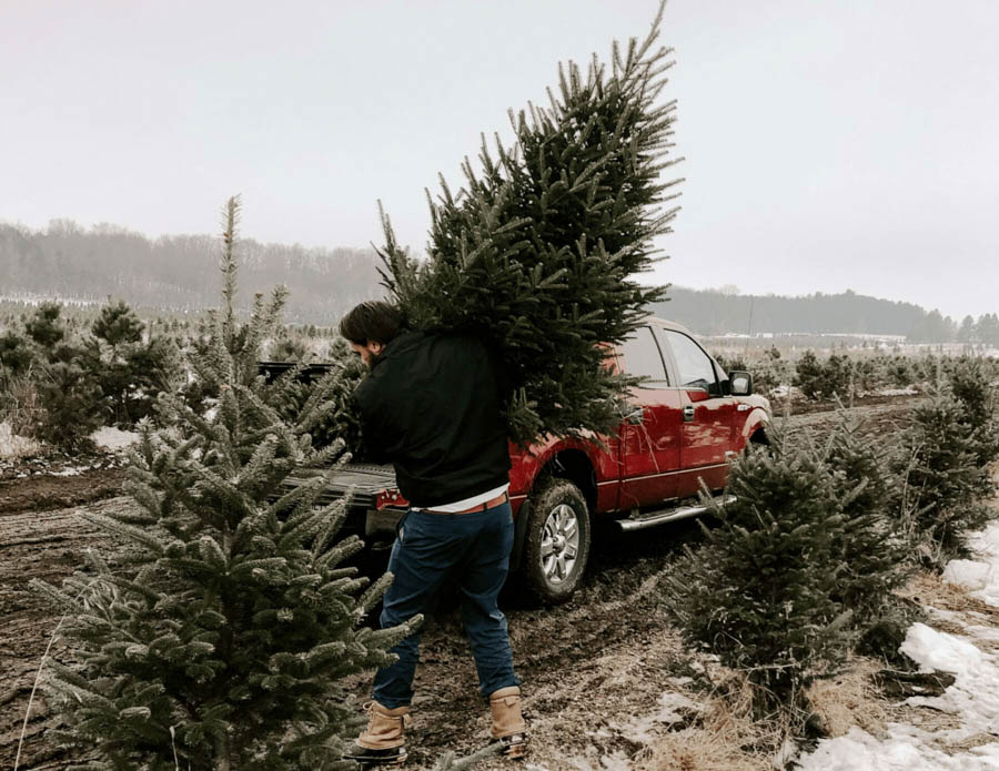Carrying Christmas Tree to Pickup from a Christmas Tree Farm