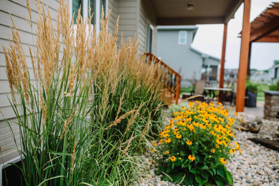 Feather Reed Grass a native South Dakota Plant