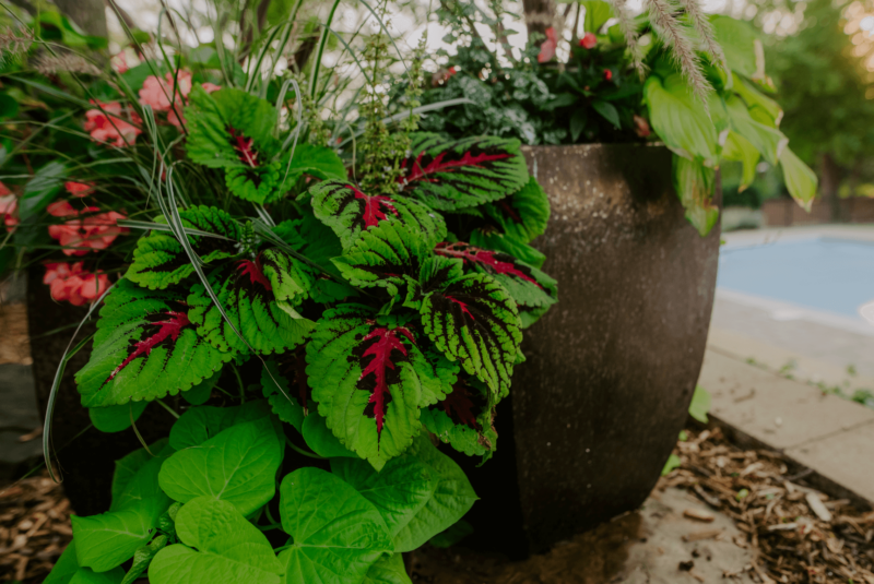 Close up of leaves in flower pot