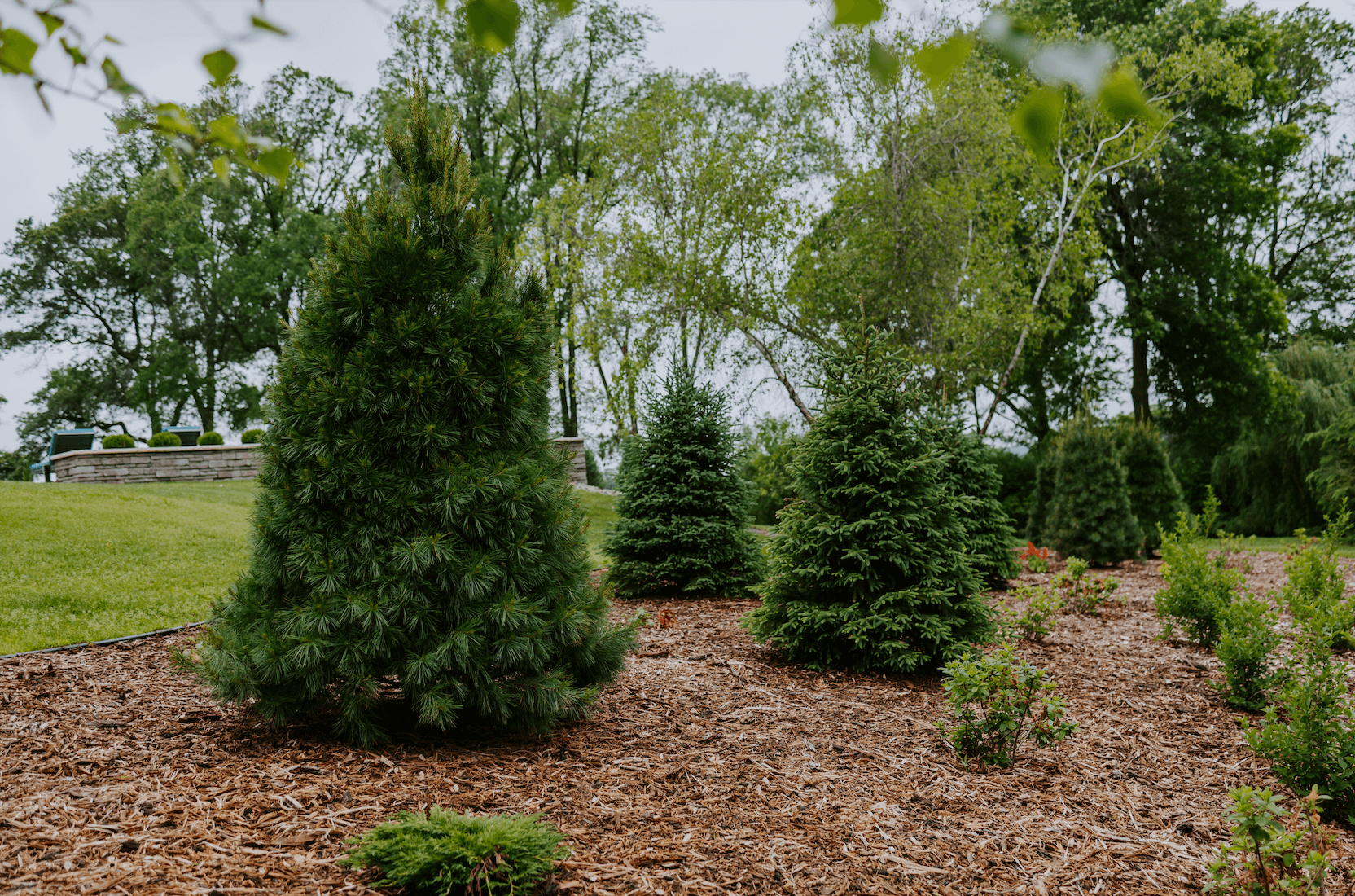 Pine trees