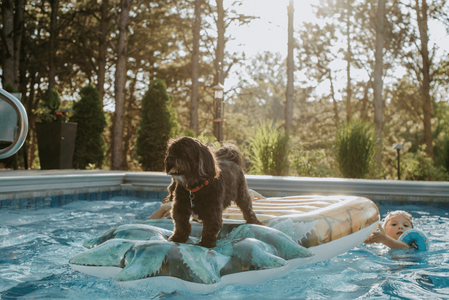 black dog floating in pool