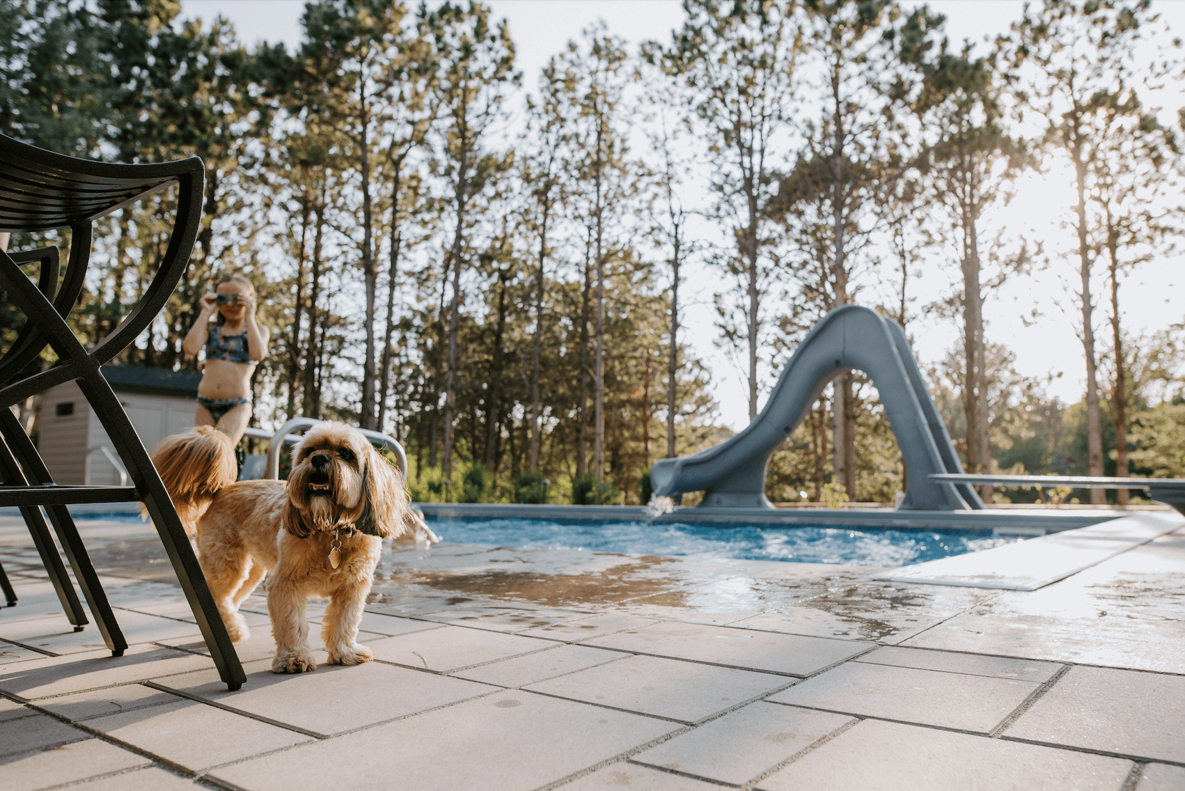 cute dog by a pool