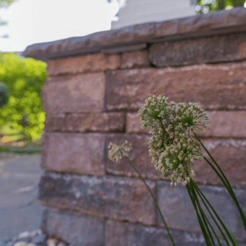 backyard native plants