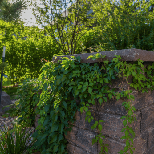 green plants