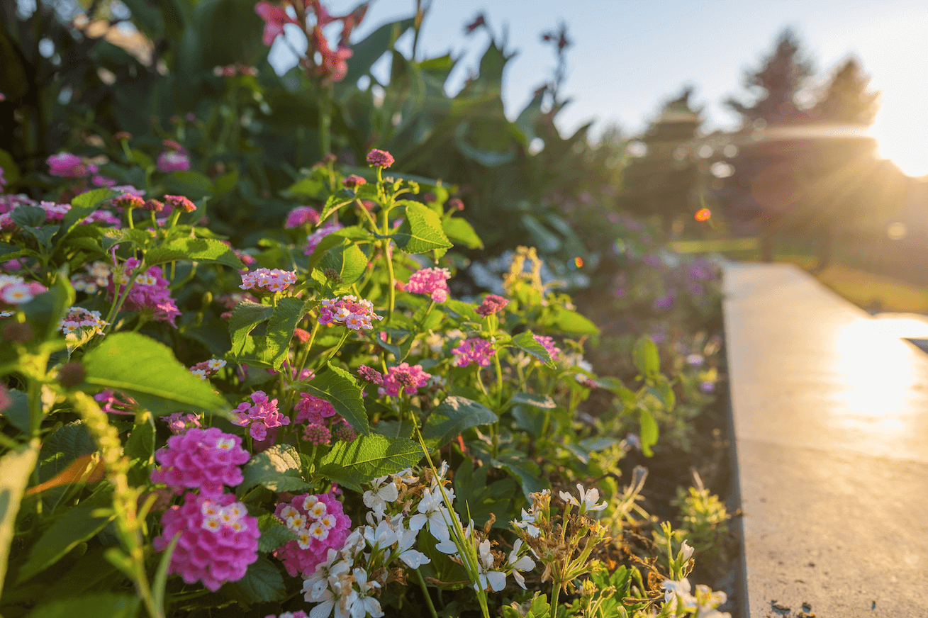 flower bed