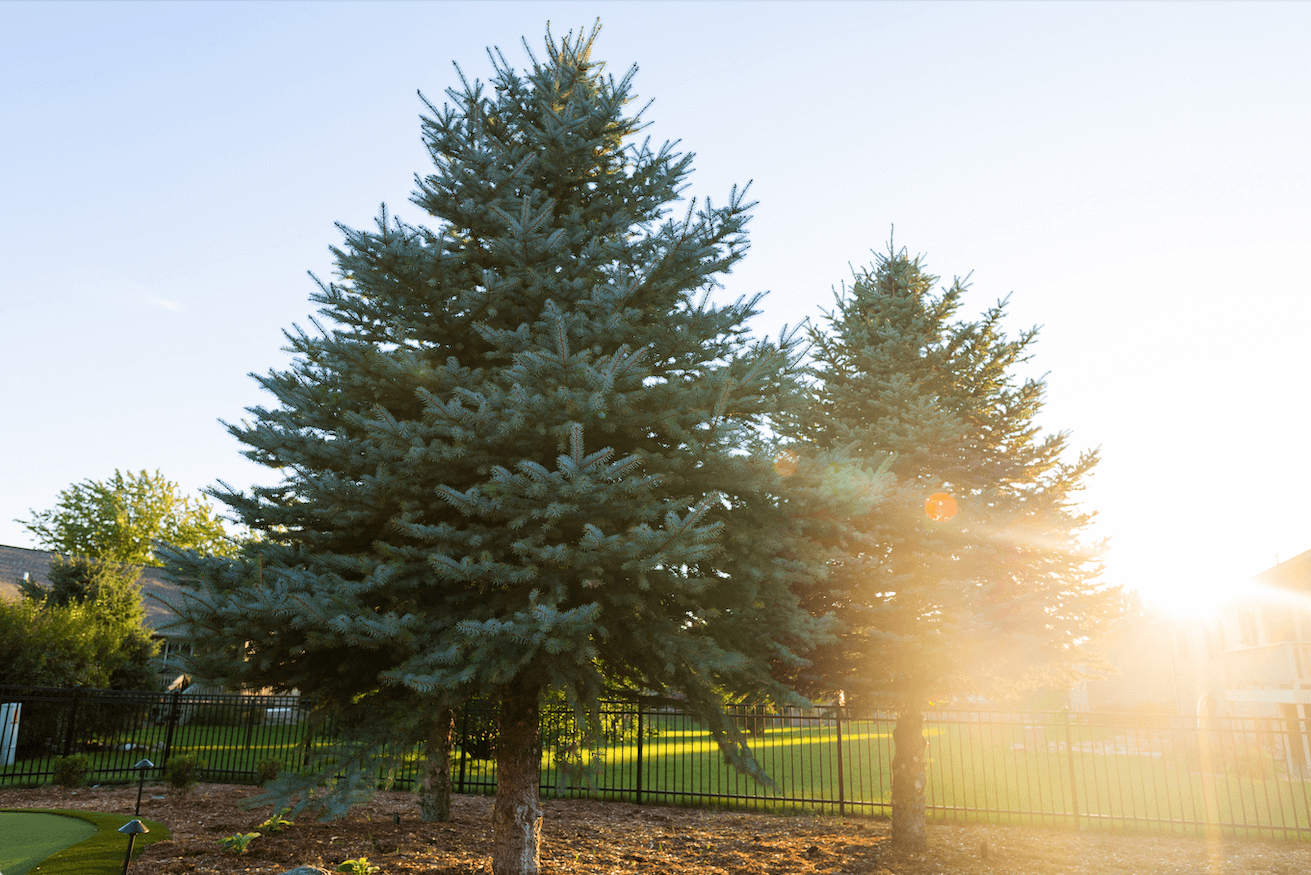 sunshine through pine trees