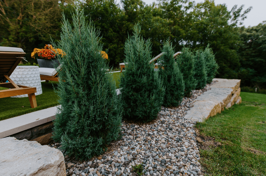 Landscaping trees