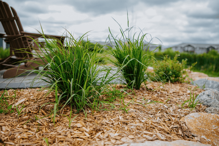 detail shot of landscape grasses
