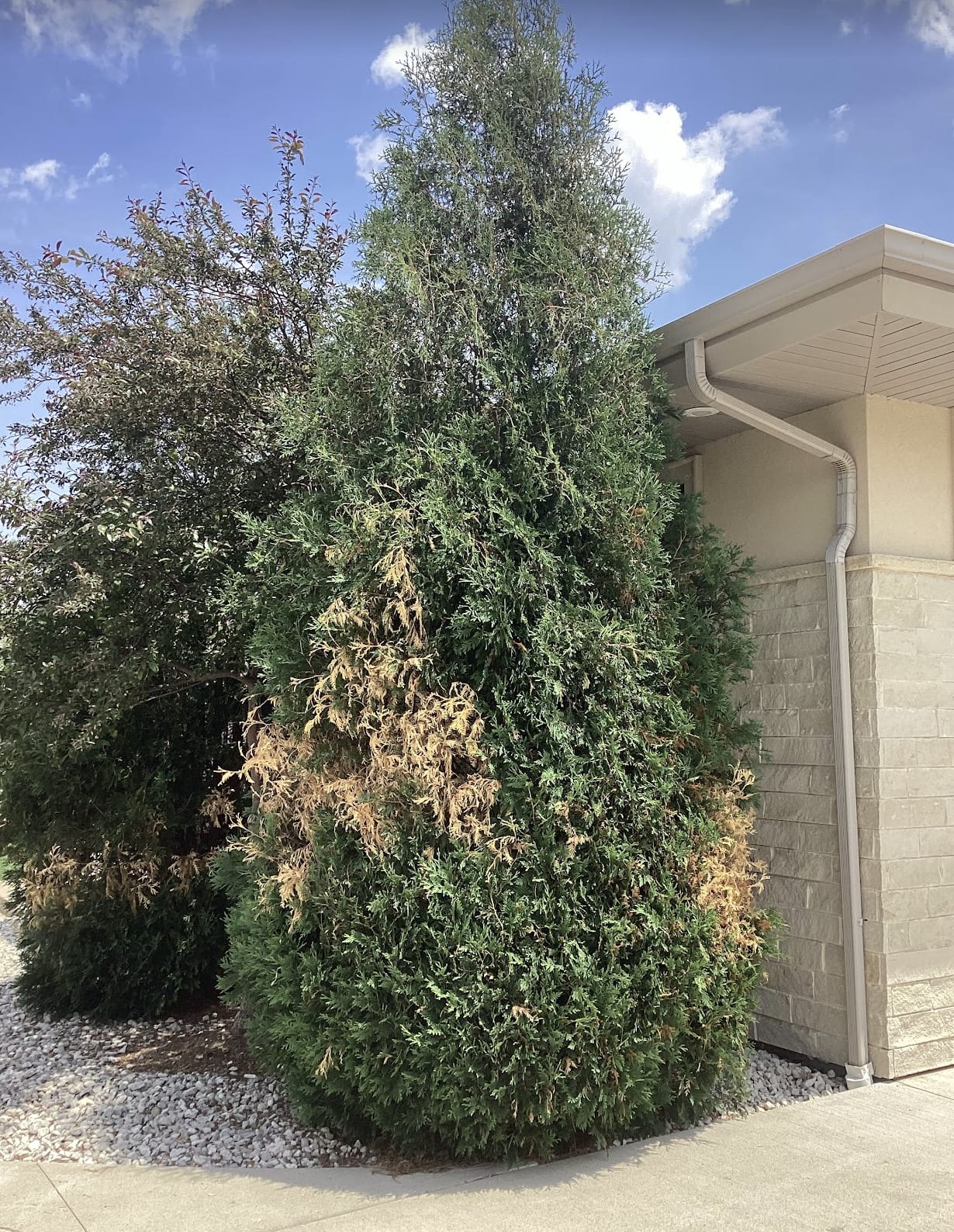 arborvitae with snow damage