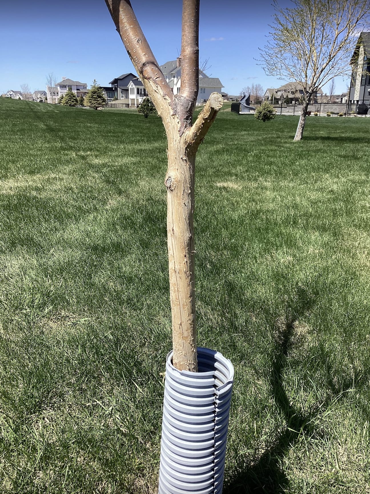 apple tree with guard and rabbit damage