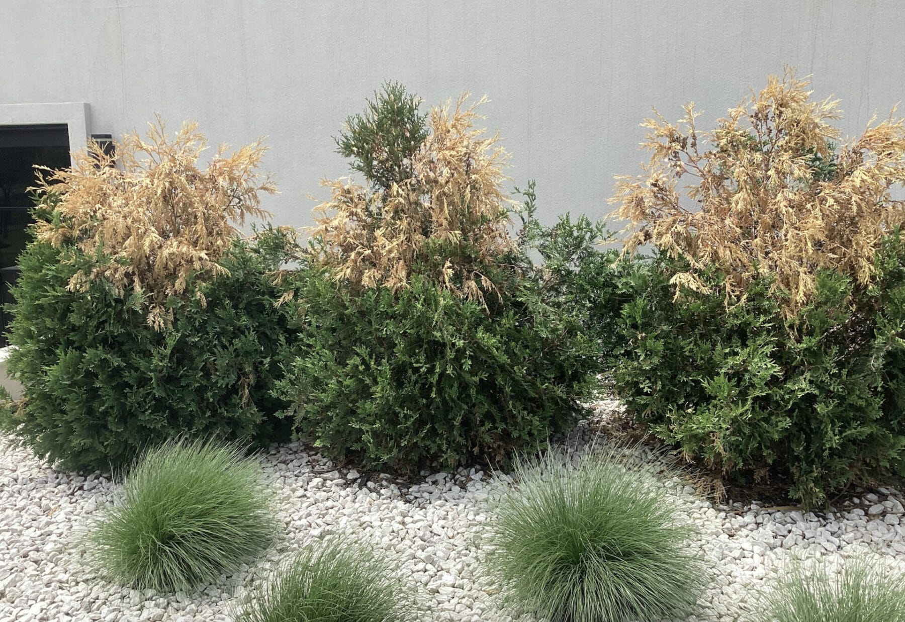 Arborvitaes with snow damage