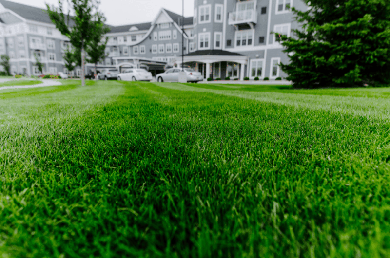 green, healthy grass in Sioux Falls