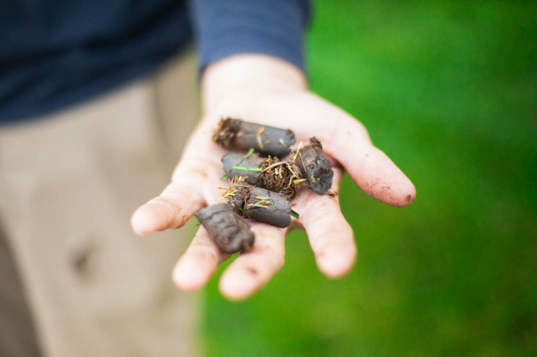 aeration plugs in someone's hand