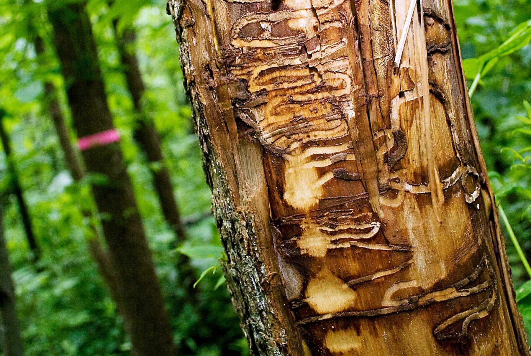 EAB infected Ash Tree