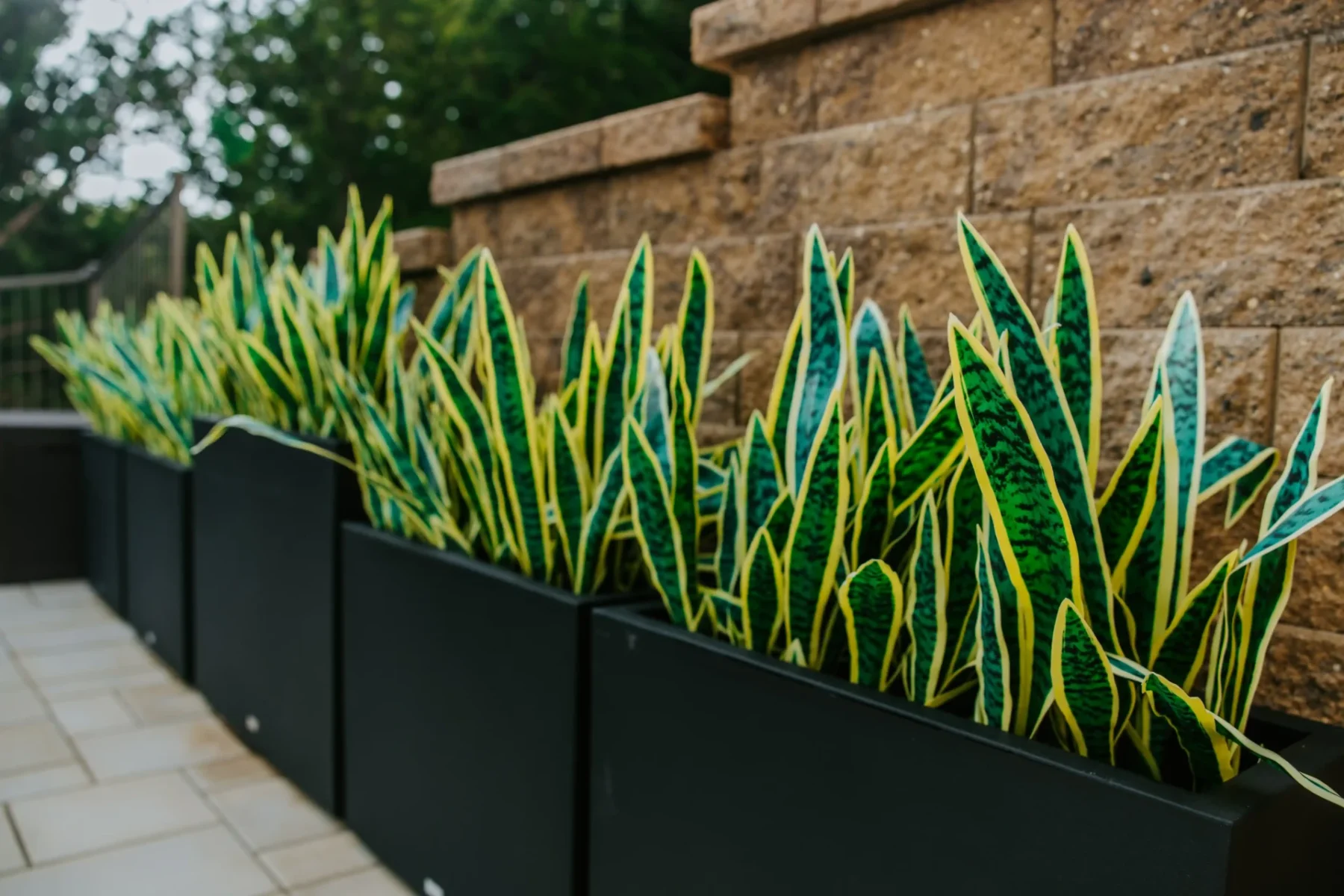 snake plants fill an ornamental black planter alongside a retaining wall