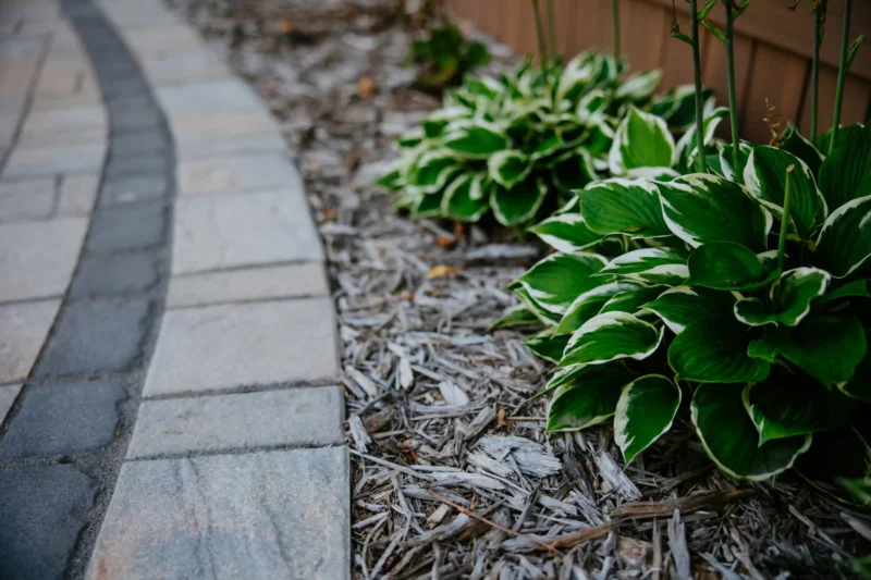detail shot of paver walkway, mulch, and plantings