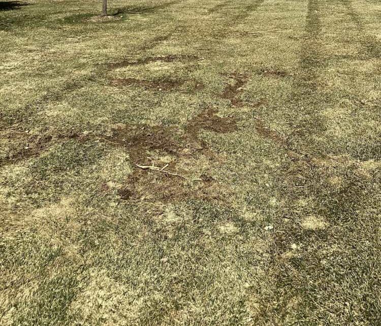 vole damage in a Sioux Falls lawn