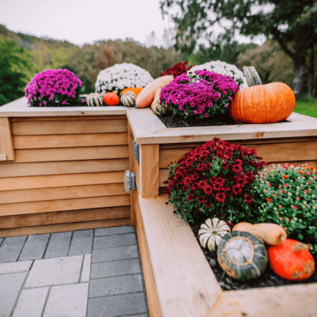 fall pumpkins and mums in a raised bed