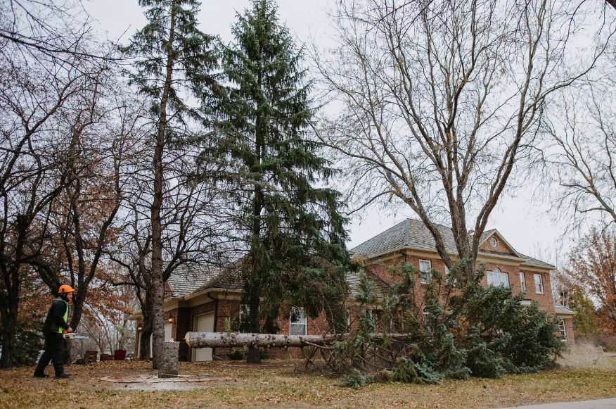 large pine tree being removed in front of a large brick home in sioux falls